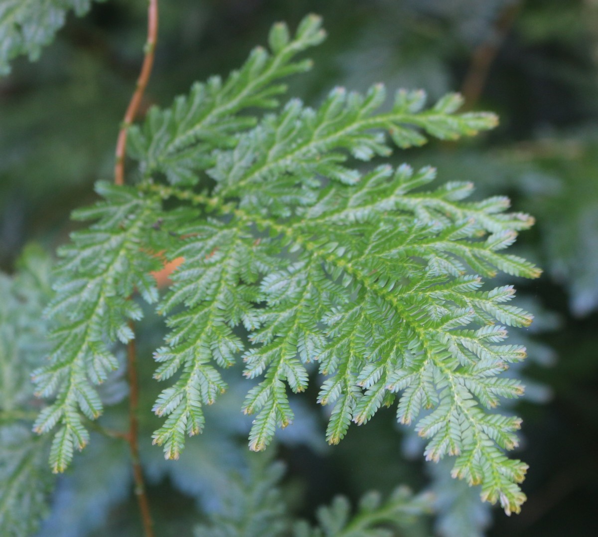 Selaginella willdenowii (Desv.) Baker